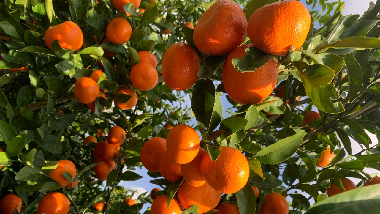 Tarımsal Araştırma Enstitüsü Güzelyurt İstasyonu’nda narenciye ürün satışı yapılacak