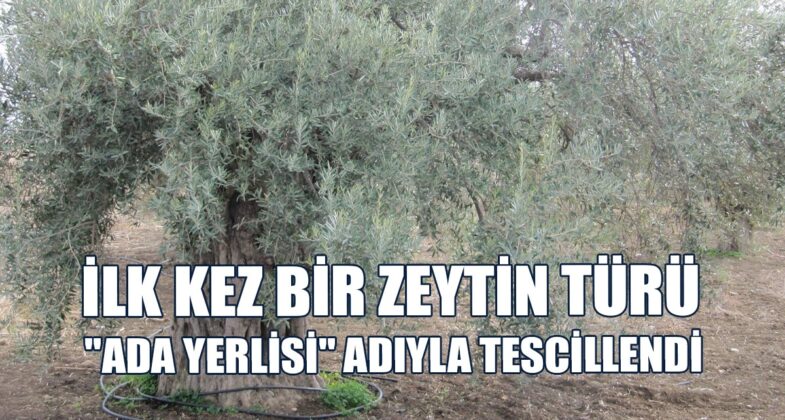 Zeytin Türü 10 Yıllık Bir Çalışma Sonucunda Türkiye’de Tescil Ettirildi